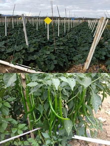 決勝2019 牙叉鎮農副產品展銷會人氣高漲，銷售額突破6.1萬元